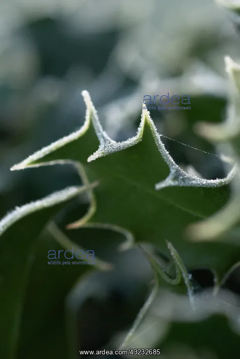 : Holly, Ilex aquifolium : Holly, Ilex aquifolium