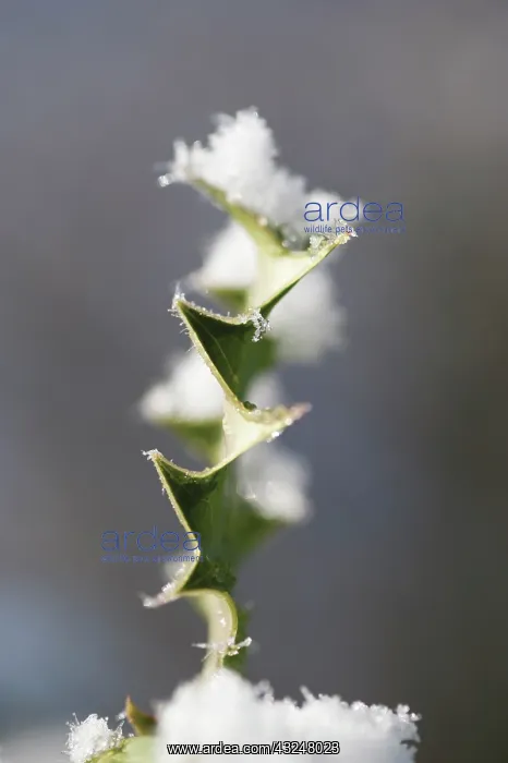 : Holly, Ilex aquifolium : Holly, Ilex aquifolium