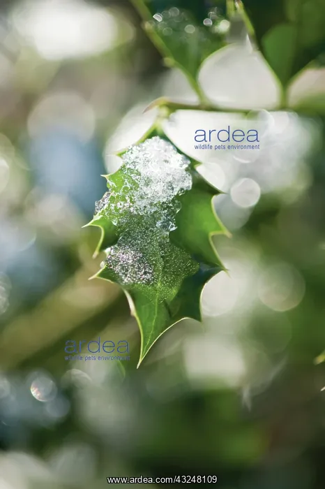 : Holly, Ilex aquifolium : Holly, Ilex aquifolium