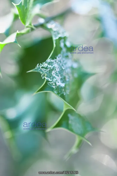 : Holly, Ilex aquifolium : Holly, Ilex aquifolium