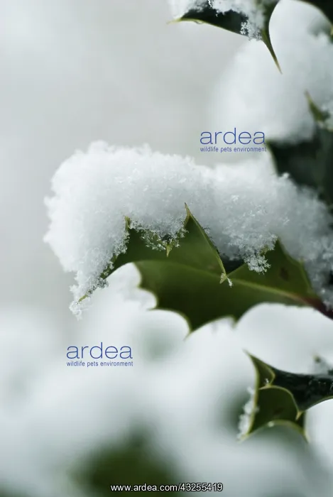 : Holly, Ilex aquifolium : Holly, Ilex aquifolium