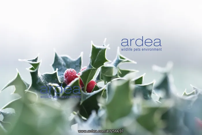 : Holly, Ilex aquifolium : Holly, Ilex aquifolium