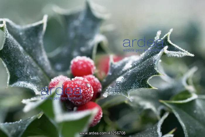 : Holly, Ilex aquifolium : Holly, Ilex aquifolium