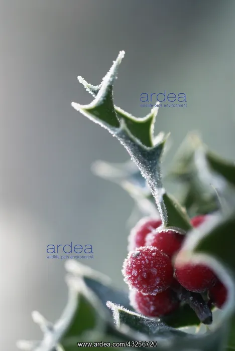 : Holly, Ilex aquifolium : Holly, Ilex aquifolium