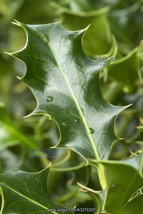 : Holly (Ilex aquifolium) : Holly (Ilex aquifolium)