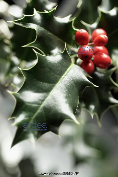 : Holly, Ilex aquifolium, Close front view of a sprig : Holly, Ilex aquifolium, Close front view of a sprig