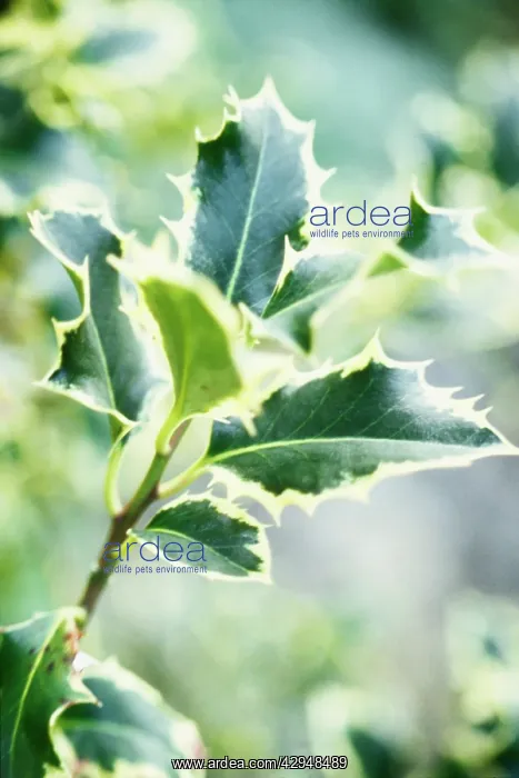 : Holly, Ilex aquifolium Silver Queen : Holly, Ilex aquifolium Silver Queen