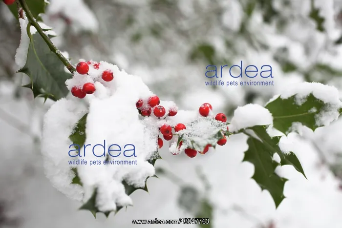 : Holly, Ilex aquifolium. Stem with leaves and berries in snow : Holly, Ilex aquifolium. Stem with leaves and berries in snow