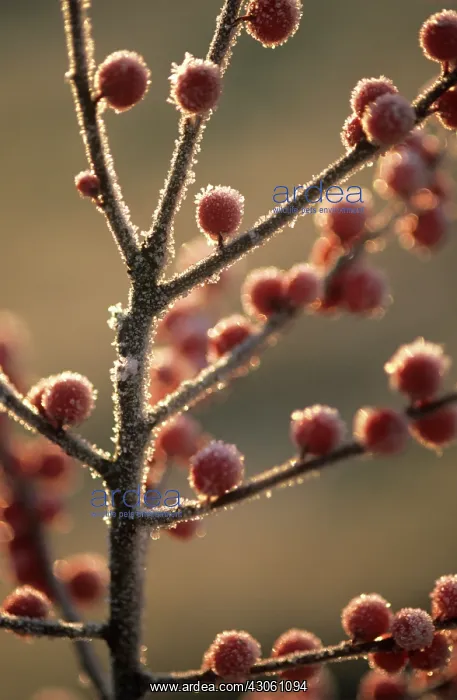 : Holly, Ilex verticillata : Holly, Ilex verticillata