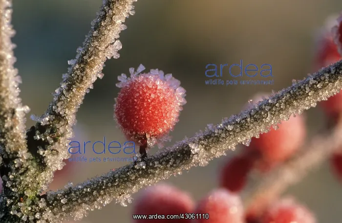 : Holly, Ilex verticillata : Holly, Ilex verticillata