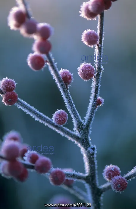 : Holly, Ilex verticillata : Holly, Ilex verticillata