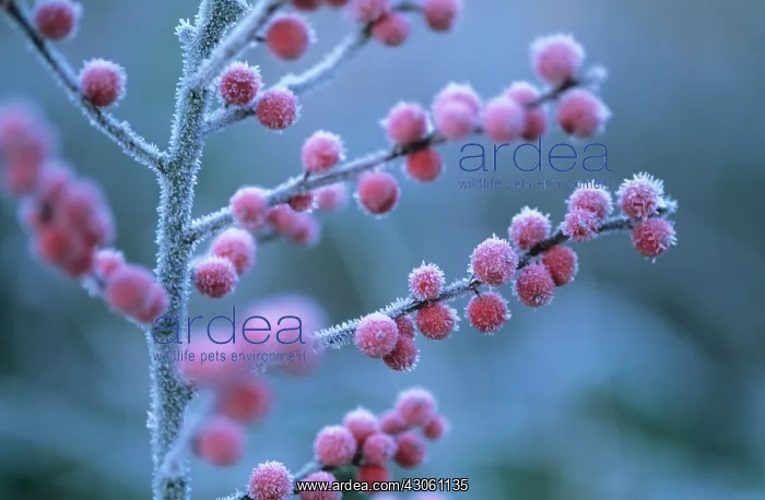 : Holly, Ilex verticillata : Holly, Ilex verticillata