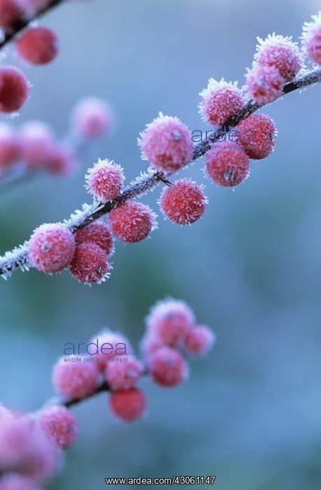 : Holly, Ilex verticillata : Holly, Ilex verticillata