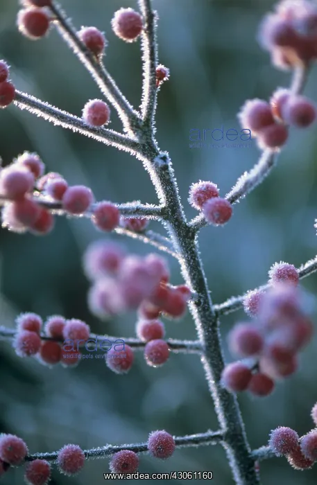 : Holly, Ilex verticillata : Holly, Ilex verticillata