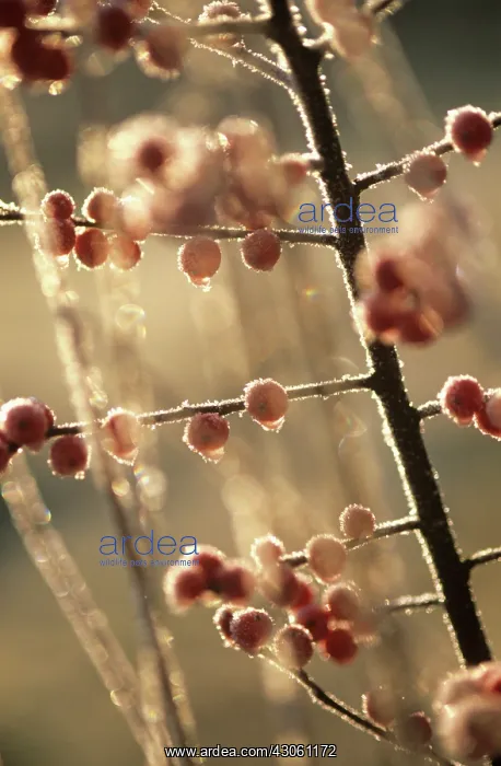 : Holly, Ilex verticillata : Holly, Ilex verticillata