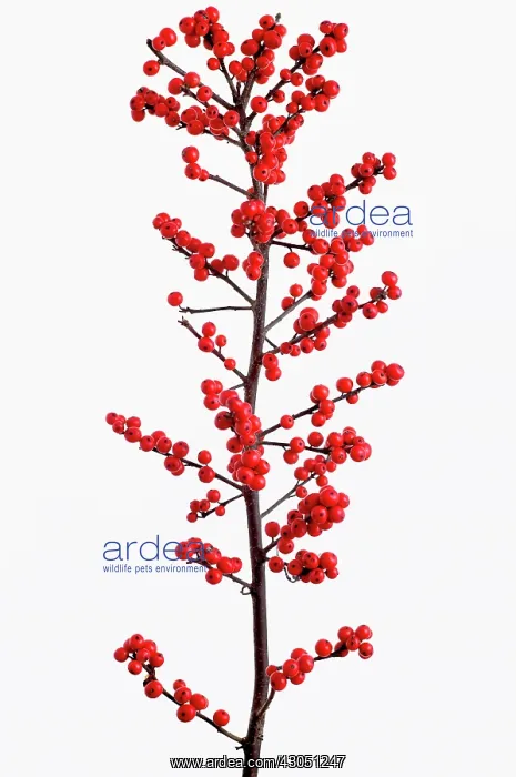 : Holly, Ilex verticillata Oosterwijk : Holly, Ilex verticillata Oosterwijk