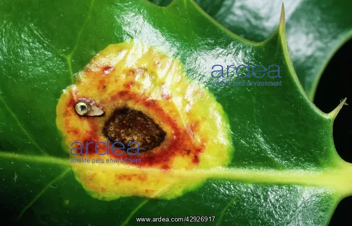  : Holly Leaf MINER - scar