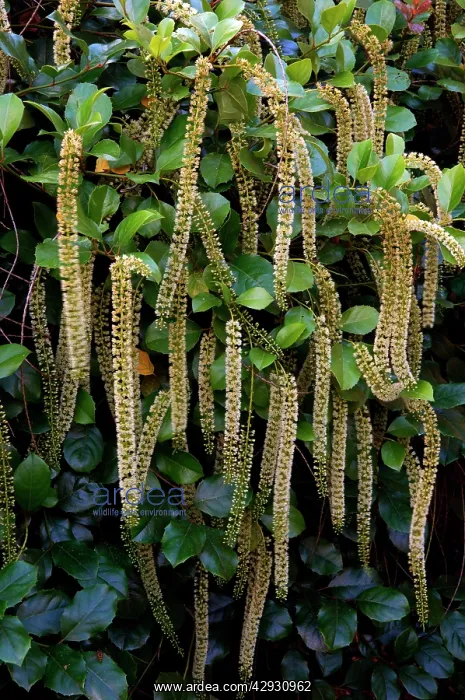 : Holly Leaf Sweetspire - an evergreen bushy shrub : Holly Leaf Sweetspire - an evergreen bushy shrub