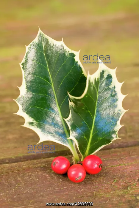  : Holly Leaves and berries