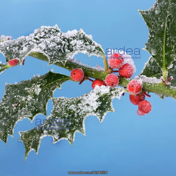 : Holly - leaves & berrys covered in frost : Holly - leaves & berrys covered in frost