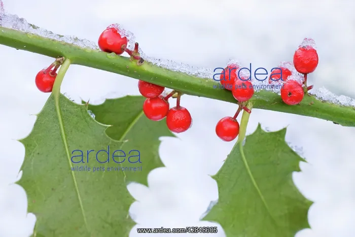 : Holly - leaves & berrys covered in frost : Holly - leaves & berrys covered in frost