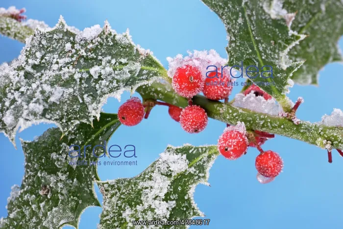 : Holly - leaves & berrys covered in frost : Holly - leaves & berrys covered in frost