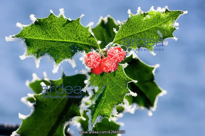  : Holly - leaves covered in frost