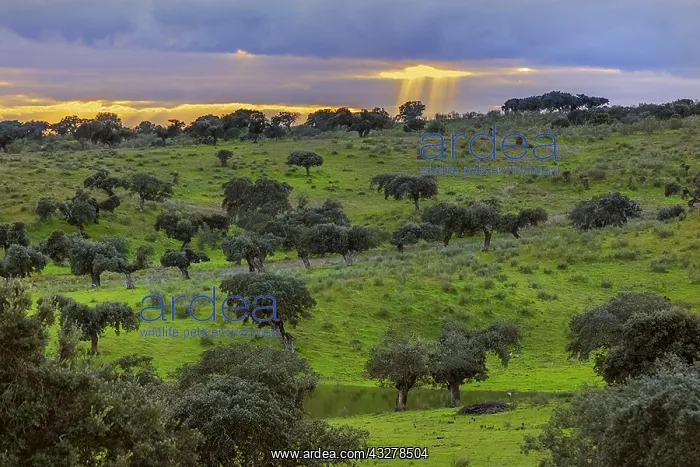 : Holly oak grove - evening sunrays breaking through : Holly oak grove - evening sunrays breaking through