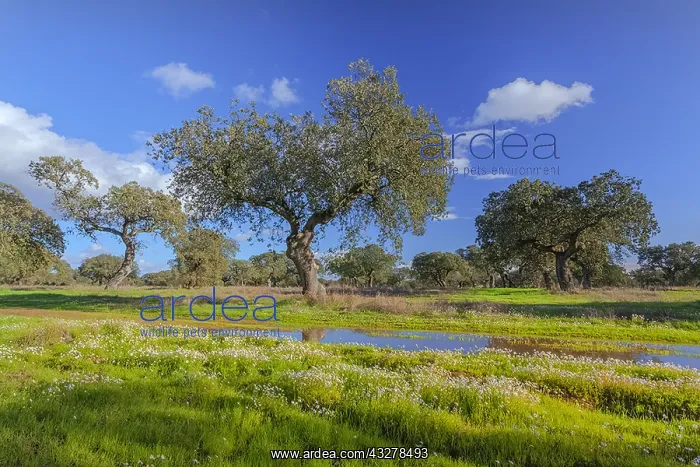 : Holly oak grove - an extensive grove of holly oak : Holly oak grove - an extensive grove of holly oak