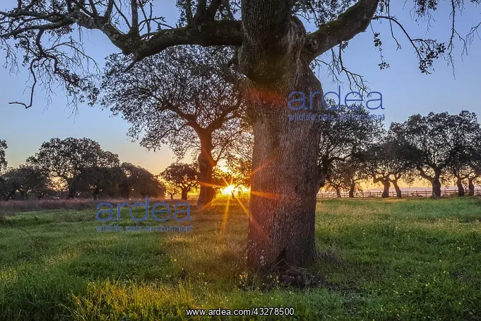 : Holly oak grove - an extensive grove of holly oak : Holly oak grove - an extensive grove of holly oak