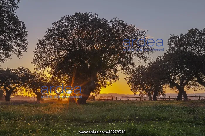 : Holly oak grove - an extensive grove of holly oak : Holly oak grove - an extensive grove of holly oak