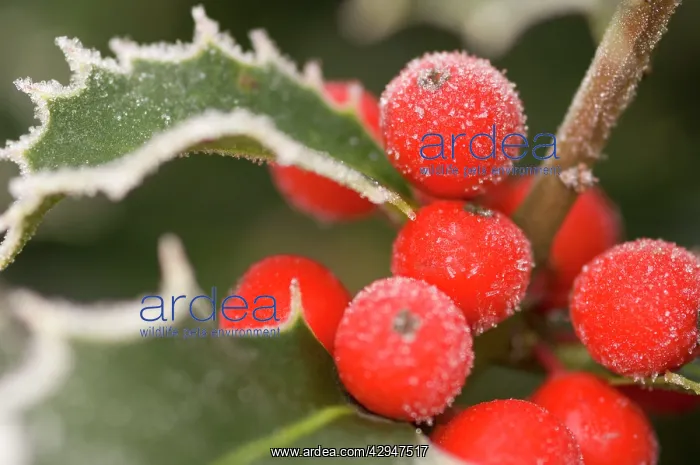  : Holly Rimed berries - In frost