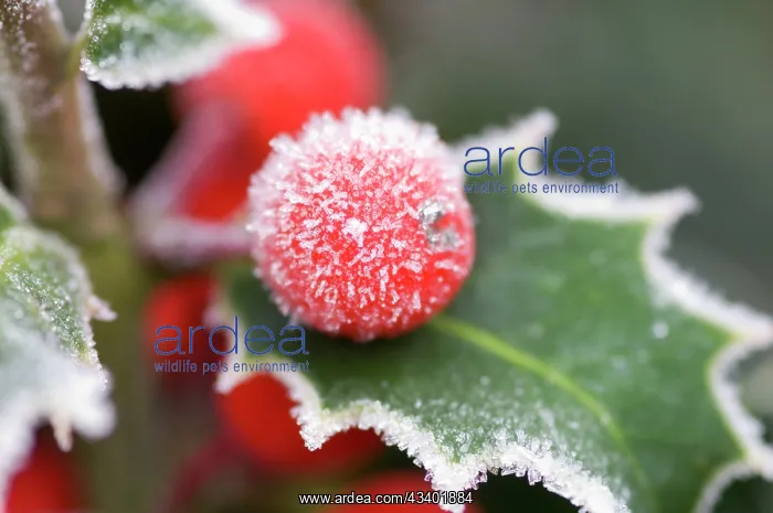 : Holly Rimed berries - In frost : Holly Rimed berries - In frost