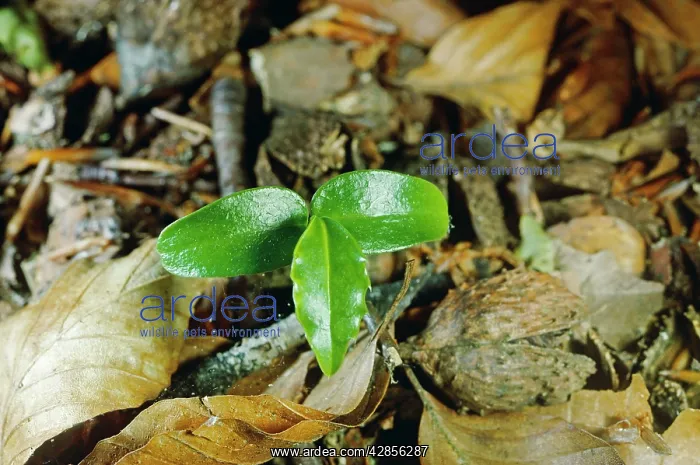  : HOLLY- seedling