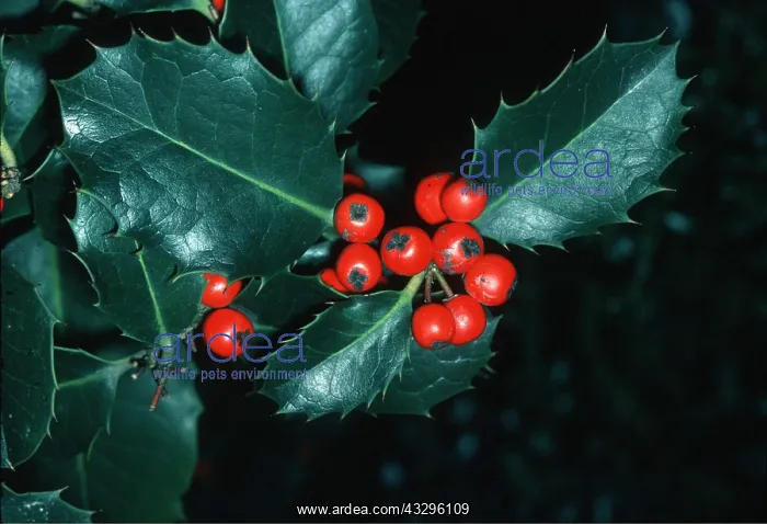 : HOLLY - showing berries : HOLLY - showing berries