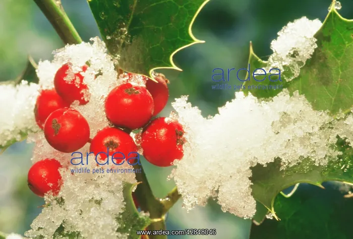  : HOLLY - In snow with berries
