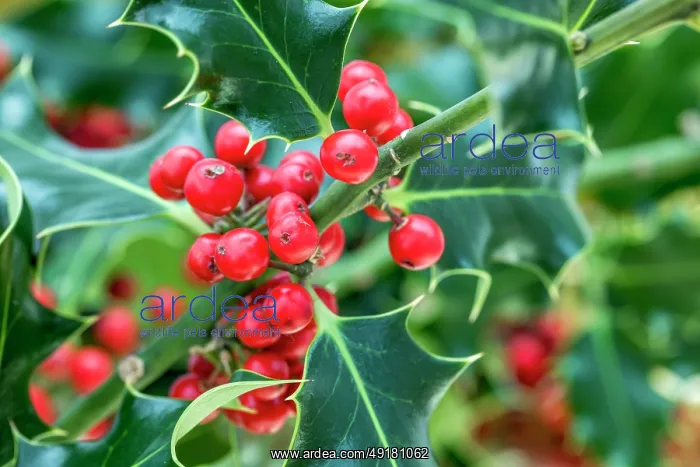  : Holly Tree - Berries - UK
