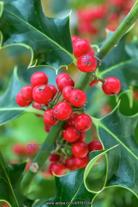  : Holly Tree - Berries - UK