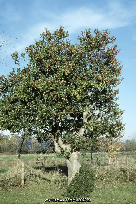 : Holly tree in berry : Holly tree in berry