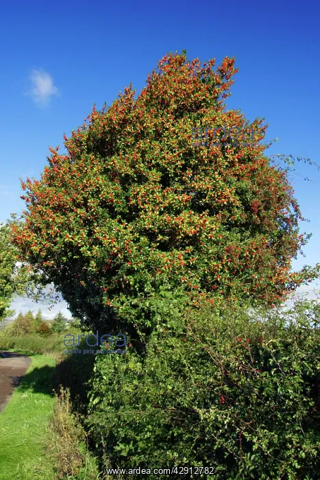 : Holly - tree in hedge with ripened berries in atumn : Holly - tree in hedge with ripened berries in atumn