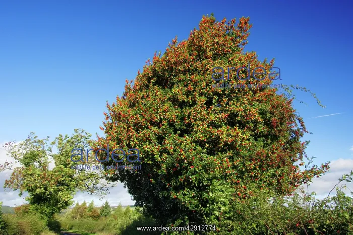 : Holly - tree in hedge with ripened berries in autumn : Holly - tree in hedge with ripened berries in autumn