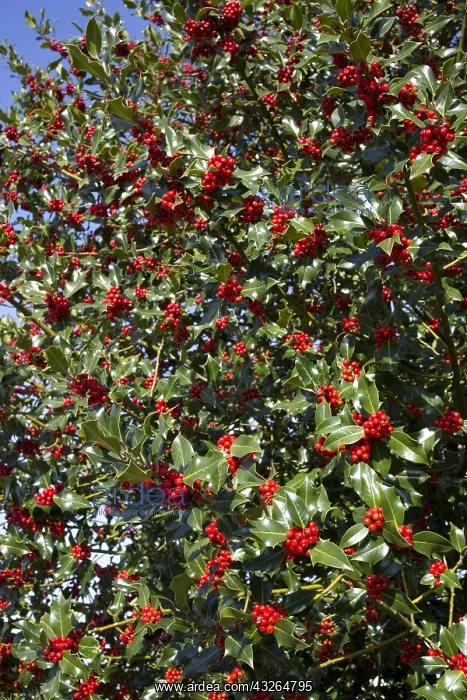 : Holly tree Ilex aquafolium laden with bright red : Holly tree Ilex aquafolium laden with bright red