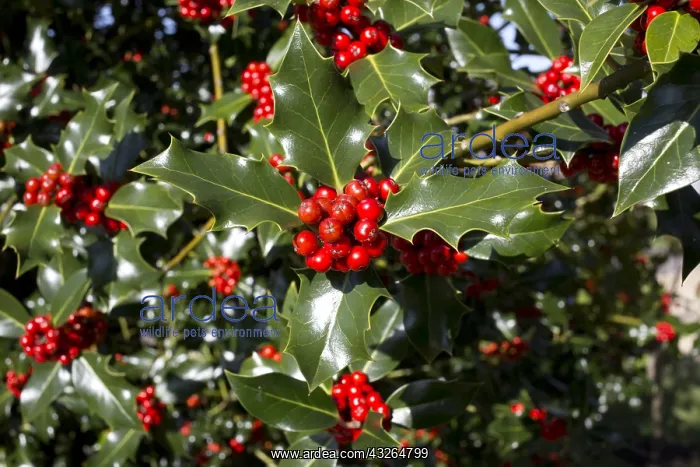 : Holly tree Ilex aquafolium laden with bright red : Holly tree Ilex aquafolium laden with bright red
