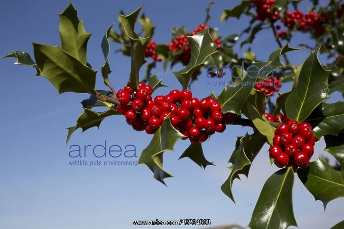 : Holly tree Ilex aquafolium laden with bright red : Holly tree Ilex aquafolium laden with bright red