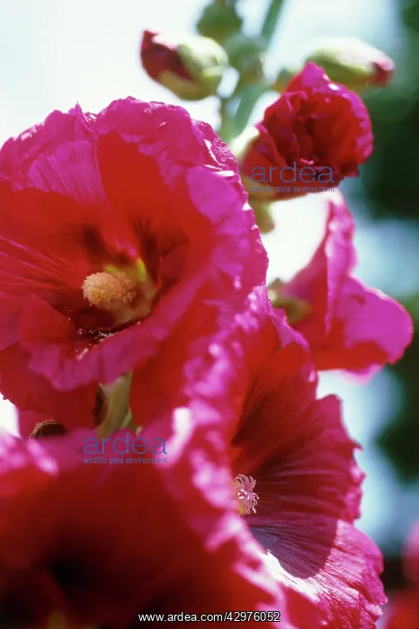  : Hollyhock, Alcea rosea
