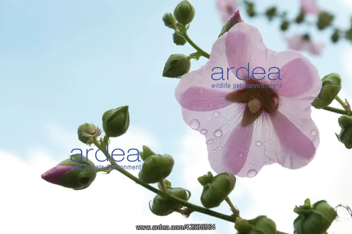 : Hollyhock, Alcea rosea : Hollyhock, Alcea rosea