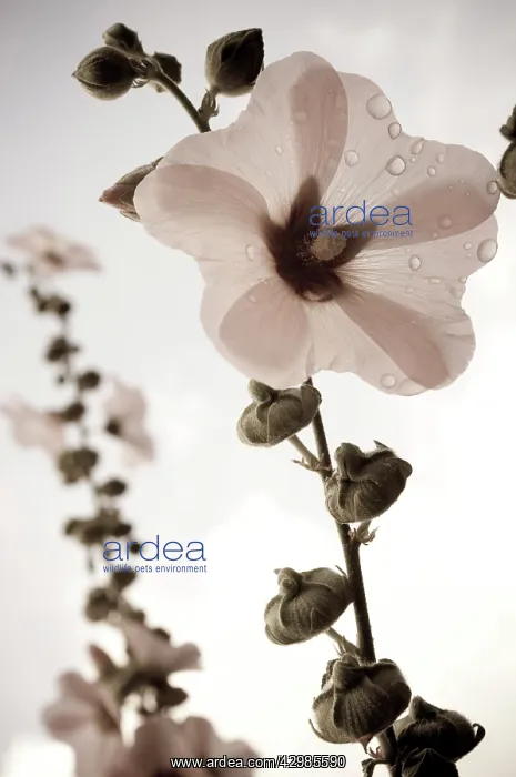: Hollyhock, Alcea rosea : Hollyhock, Alcea rosea