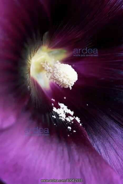 : Hollyhock, Alcea rosea : Hollyhock, Alcea rosea
