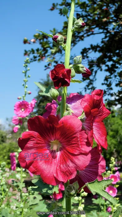 : Hollyhock, Alcea rosea. Flower spike with deep, pinkish red flowers : Hollyhock, Alcea rosea. Flower spike with deep, pinkish red flowers