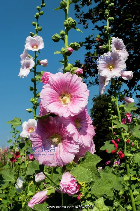  : Hollyhock, Alcea rosea. Flower spikes with pink flowers against blue sky